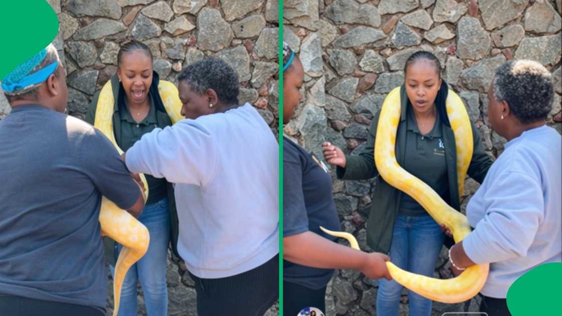 Her hilarious pleas while holding a massive Albino Burmese Python left viewers in stitches Her hilarious pleas while holding a massive Albino Burmese Python left viewers in stitches