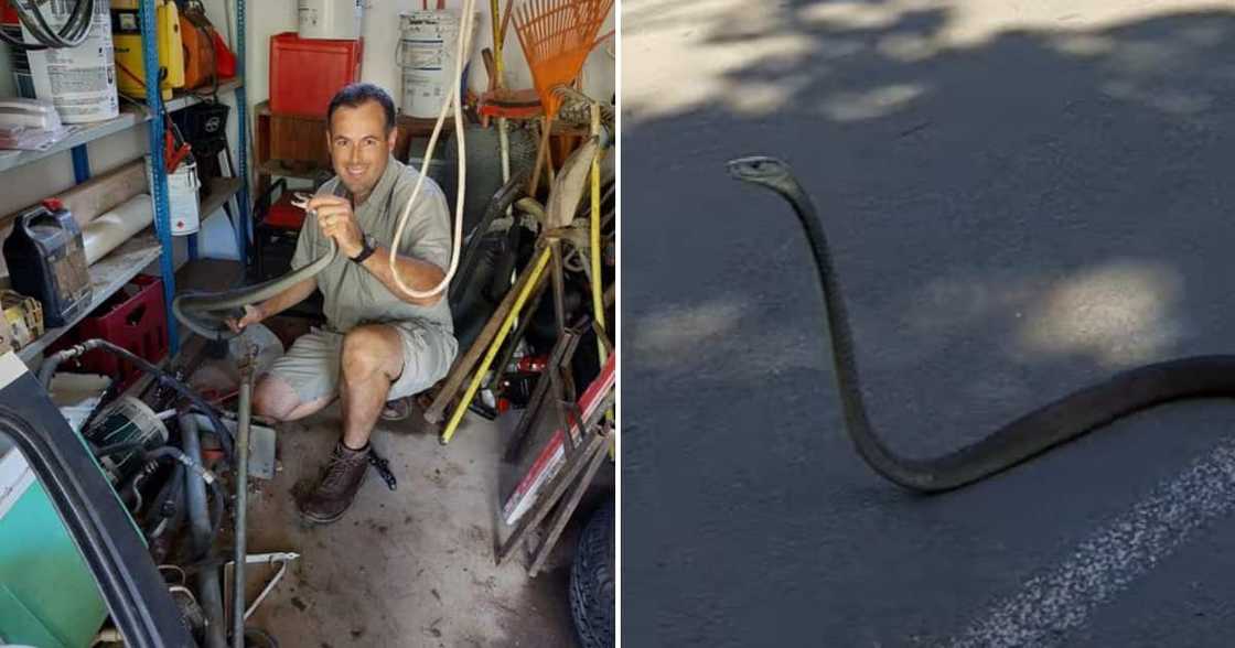 Nick Evans, black mamba, snake Nick Evans, black mamba, snake