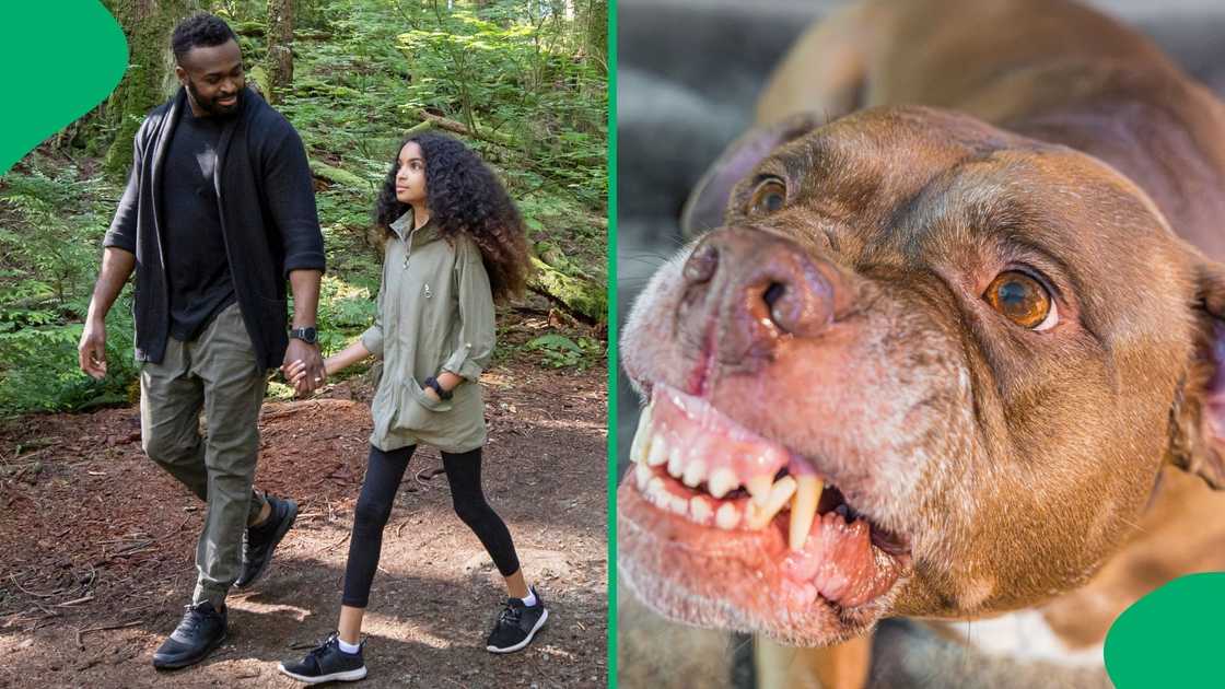 Father abandons daughter and saves himself facing pit bull