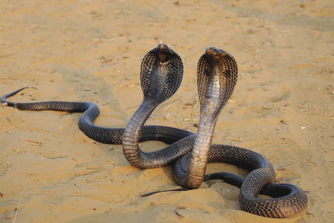 A cobra was found in a family's toilet, sending shockwaves through online users after the video went viral. A cobra was found in a family's toilet, sending shockwaves through online users after the video went viral.