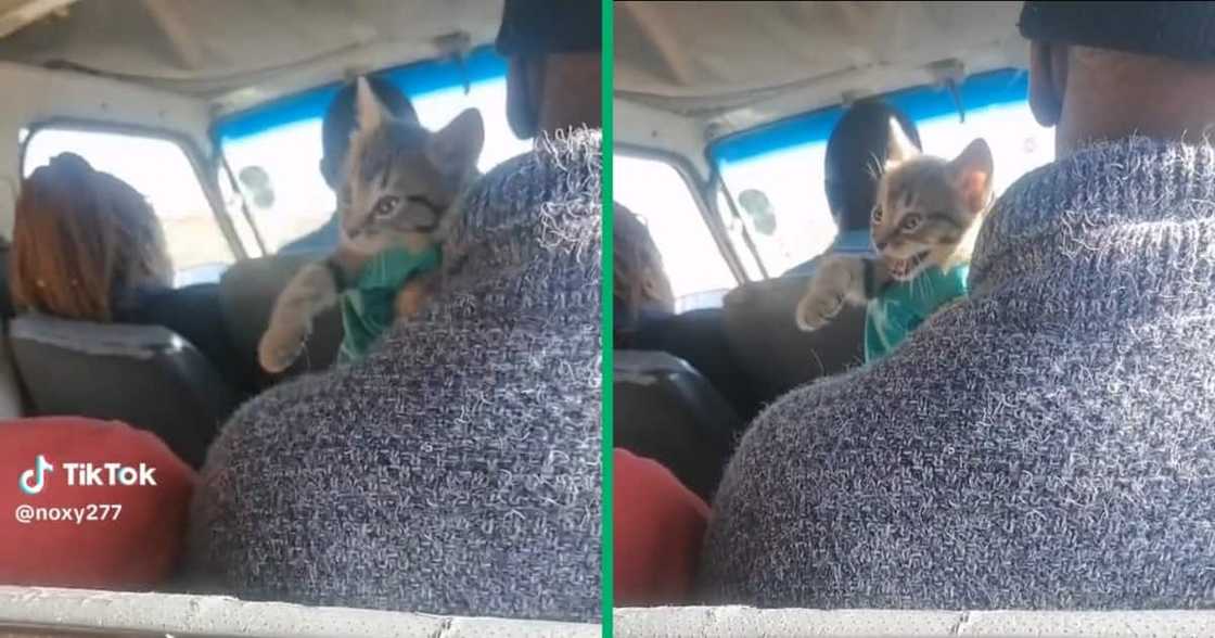 A cat travelled by taxi A cat travelled by taxi