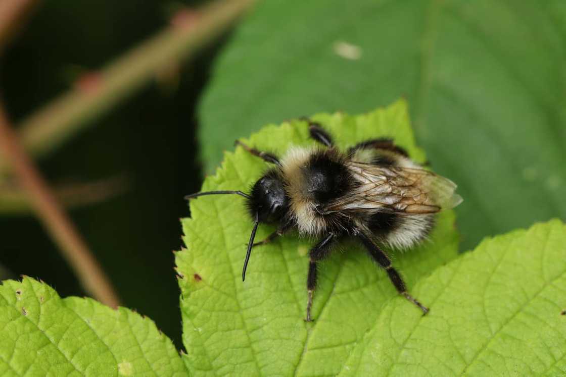 Vestal Cuckoo Bumblebee resting on a leaf Vestal Cuckoo Bumblebee resting on a leaf