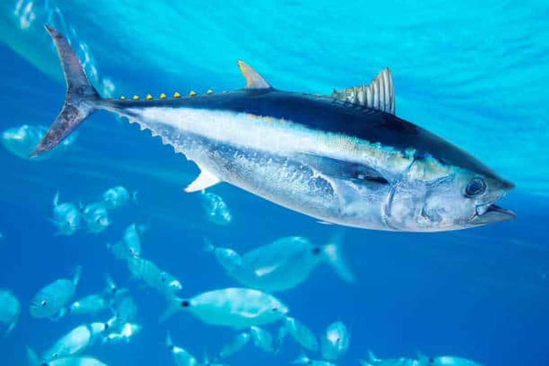 bluefin tuna price bluefin tuna price