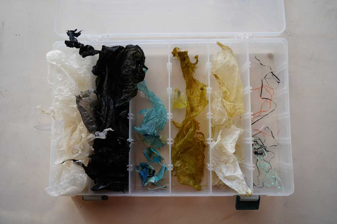 Plastic excreted by green turtle in holder Plastic excreted by green turtle in holder
