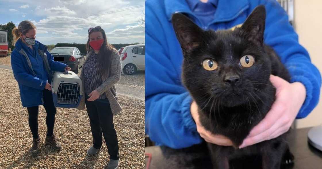 Lost And Found Cat: Norfolk Family Reunites With Missing Cat After 13 Years