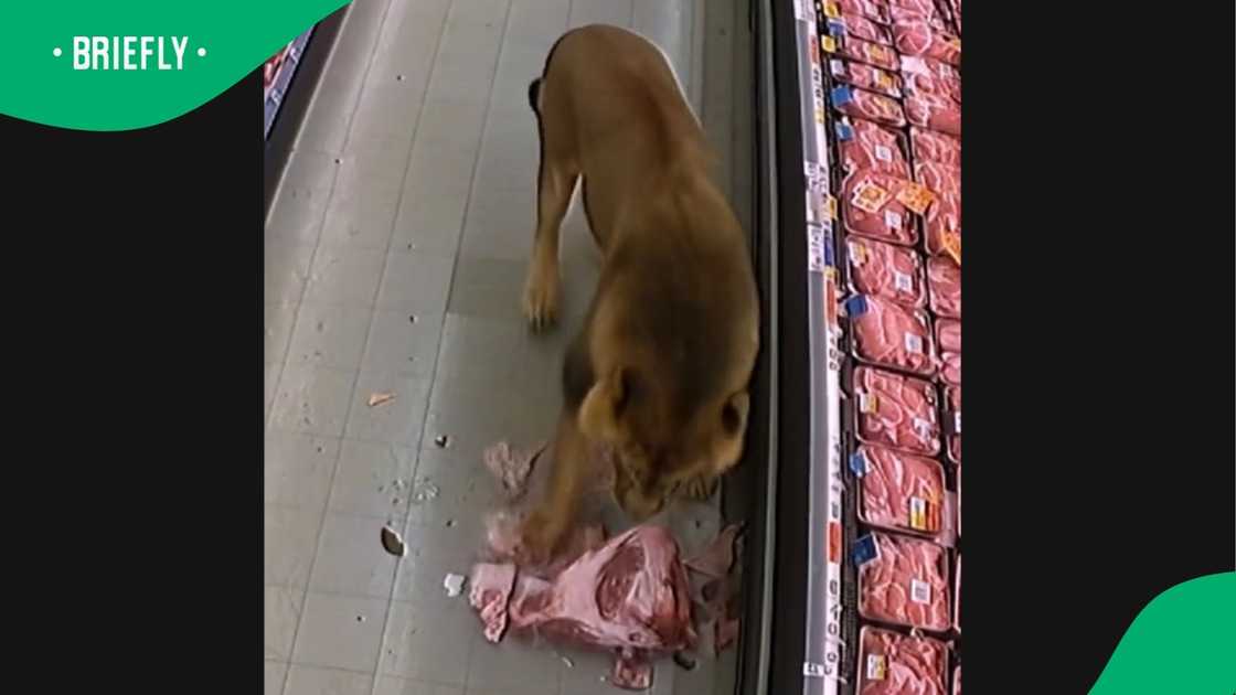 A lion-video went viral. A lion-video went viral.