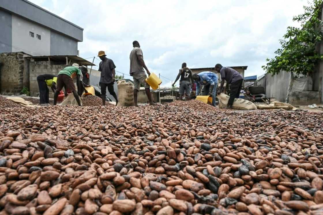 The rains are set to see harvest volume come in some three to four times down on last year