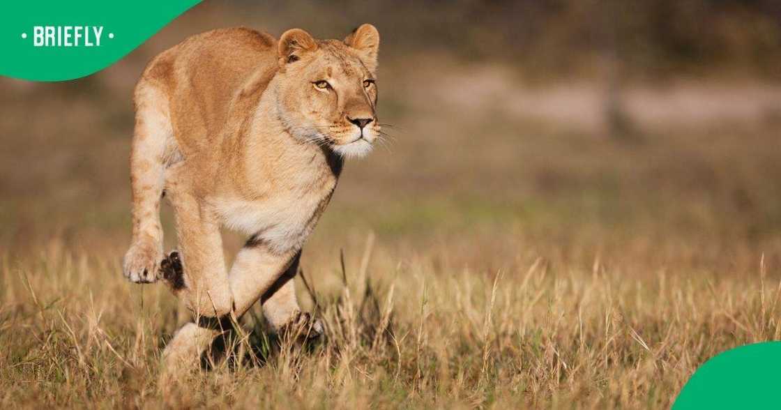 A game farm worker in the Free State died after a lioness mauled him A game farm worker in the Free State died after a lioness mauled him