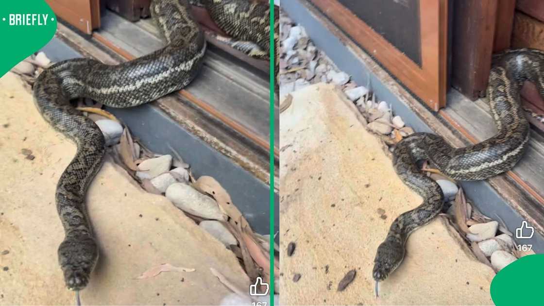 A massive Carpet Python was found in a bedroom, and South Africans were stunned. A massive Carpet Python was found in a bedroom, and South Africans were stunned.