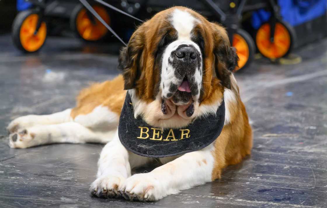 Saint Bernard on day two of CRUFTS Dog Show at NEC Arena on 10 March 2023 in Birmingham, England.