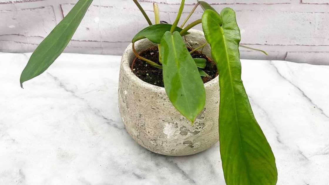 A Philodendron joepii plant in a clay pot A Philodendron joepii plant in a clay pot