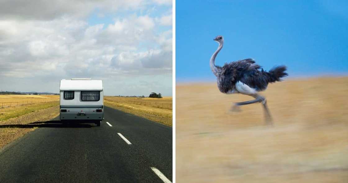 ostrich running, caravan on highway ostrich running, caravan on highway