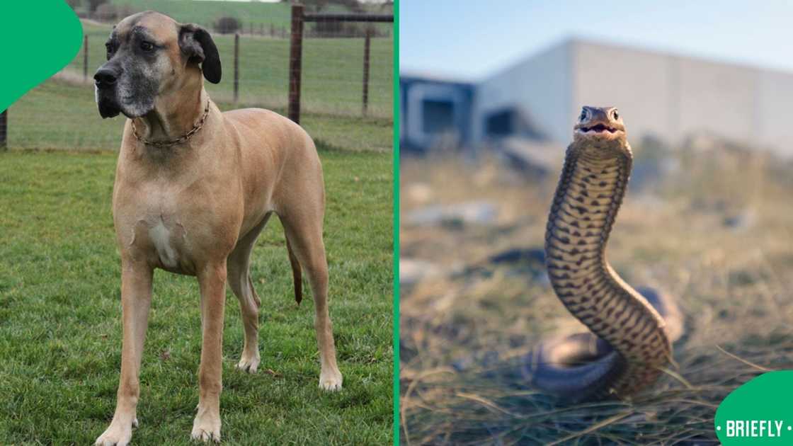 A dog and snake faceoff in a video left South Africans with mixed reactions. A dog and snake faceoff in a video left South Africans with mixed reactions.