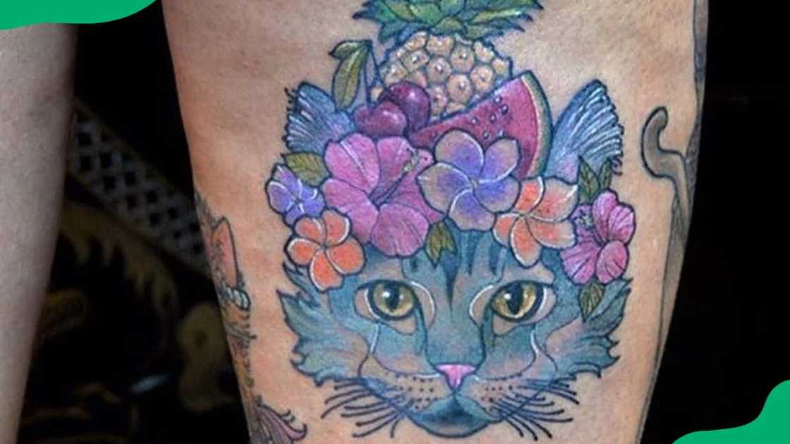 Pineapple cat Pineapple cat