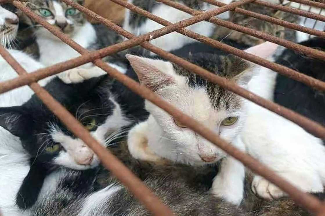 The animals were crammed into rusty cages when they were found by police in the eastern city of Jinan The animals were crammed into rusty cages when they were found by police in the eastern city of Jinan