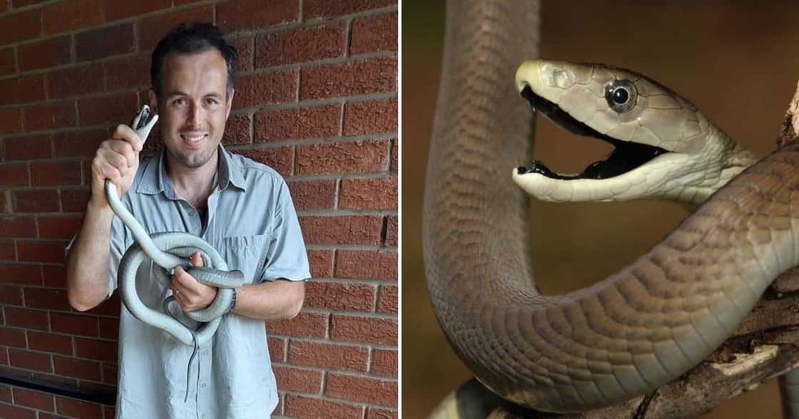 Nick Evans, snake rescuer, Westville, Durban, KwaZulu-Natal, KZN, black mamba, 2.6m snake, viral news, trending posts Nick Evans, snake rescuer, Westville, Durban, KwaZulu-Natal, KZN, black mamba, 2.6m snake, viral news, trending posts