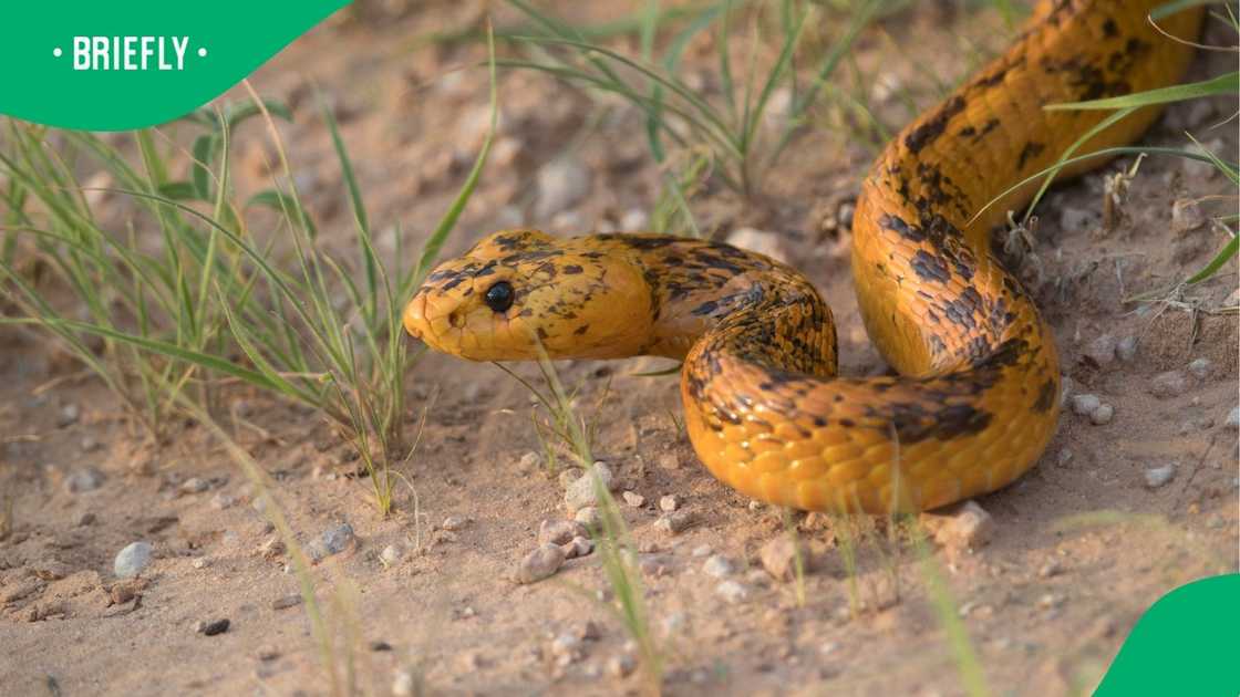 A stock photo of a Cape Cobra A stock photo of a Cape Cobra