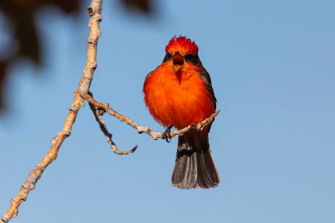 Vermilion flycatcher calling out