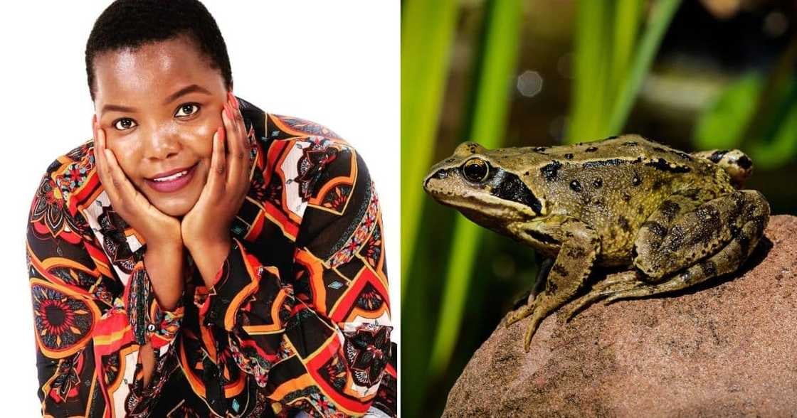 Cake, baking, talent, South Africa, Kurhula Makhuvele, Large Frog Cake, Mzansi Cake, baking, talent, South Africa, Kurhula Makhuvele, Large Frog Cake, Mzansi