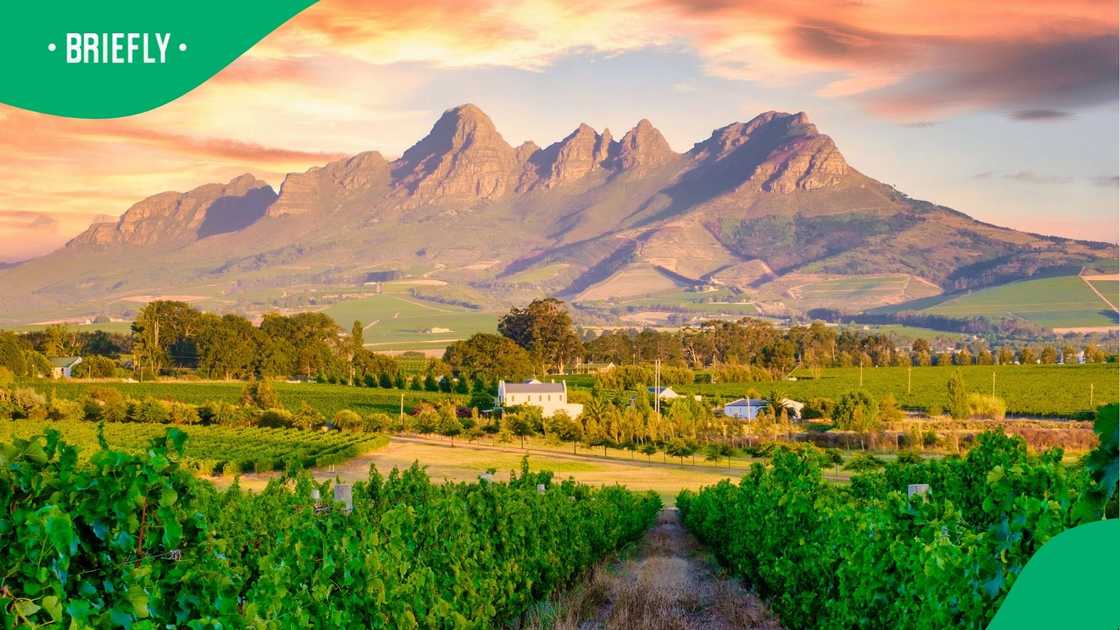 A vineyard landscape at sunset with mountains in Stellenbosch.