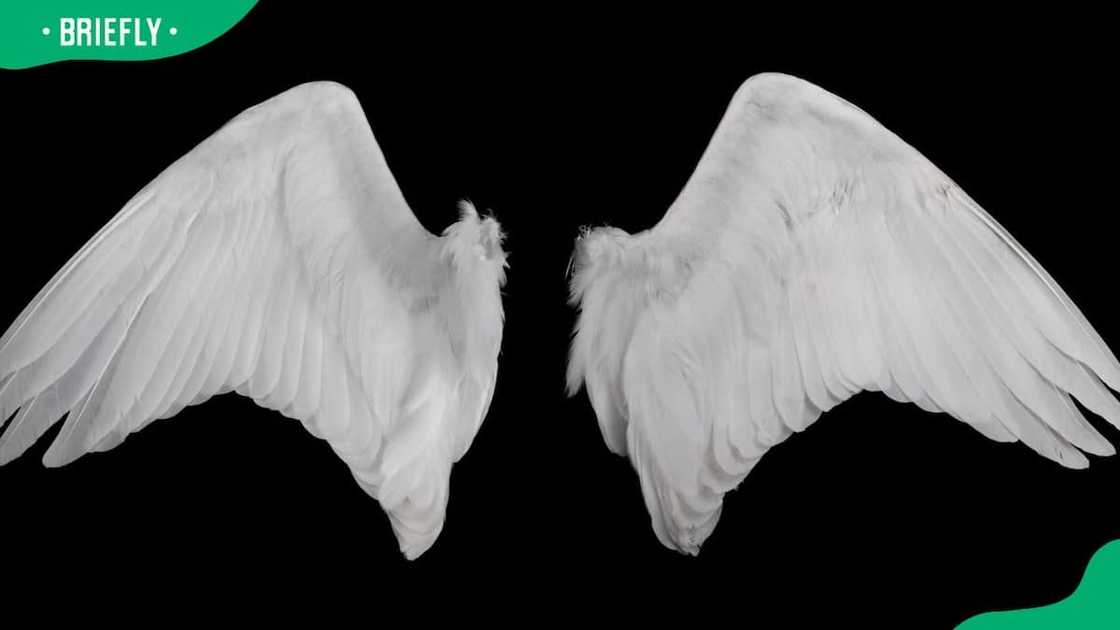 White angel wings on a black background White angel wings on a black background