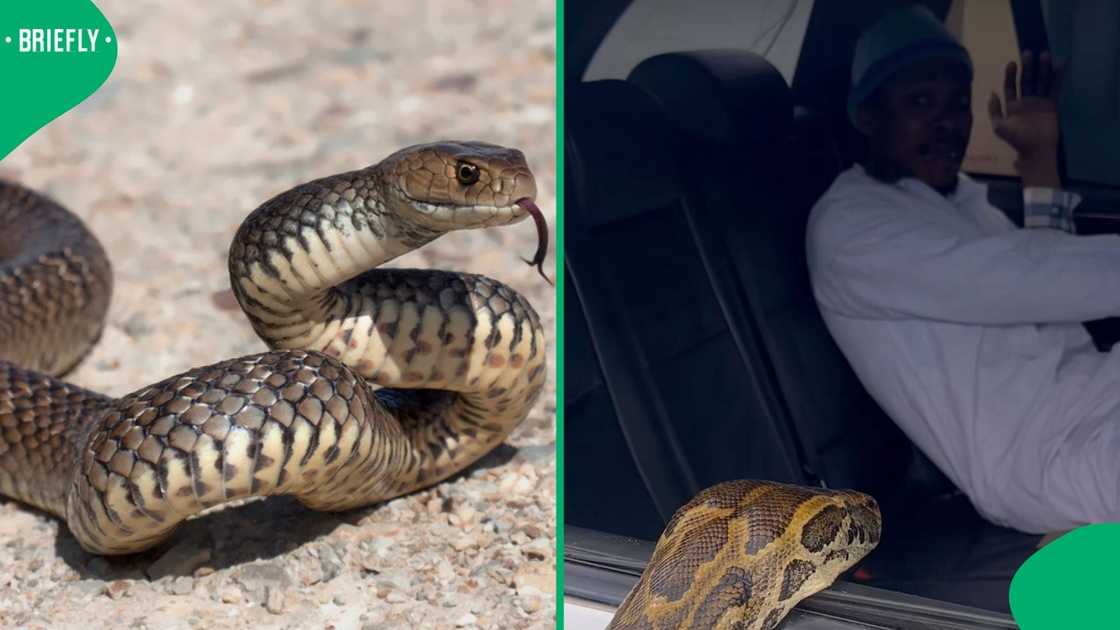 A man's reaction to seeing a massive snake crawl up his car window amused South Africans.