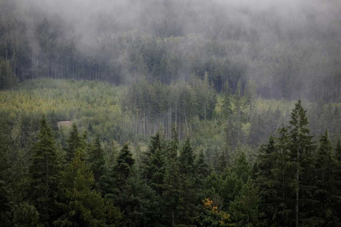 Clusters of trees are seen from a lookout on a logging road on Vancouver Island Clusters of trees are seen from a lookout on a logging road on Vancouver Island