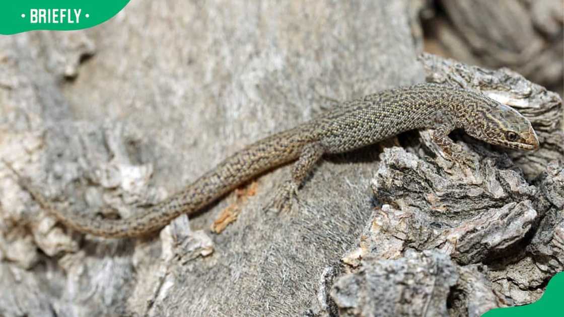 Animals that start with x Animals that start with x