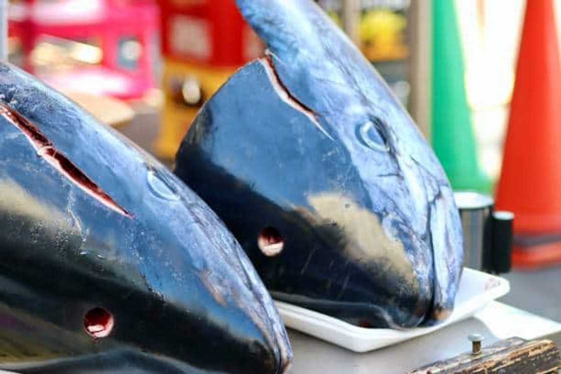 blue tuna price blue tuna price