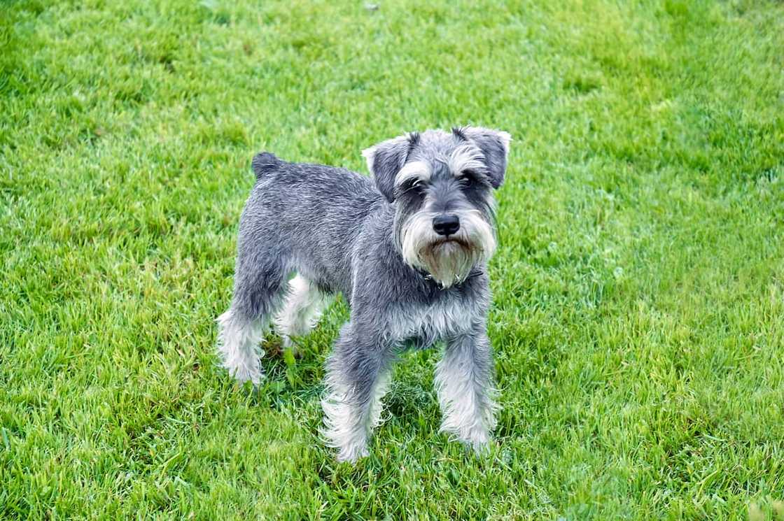 A Miniature Schnauzer in a field A Miniature Schnauzer in a field