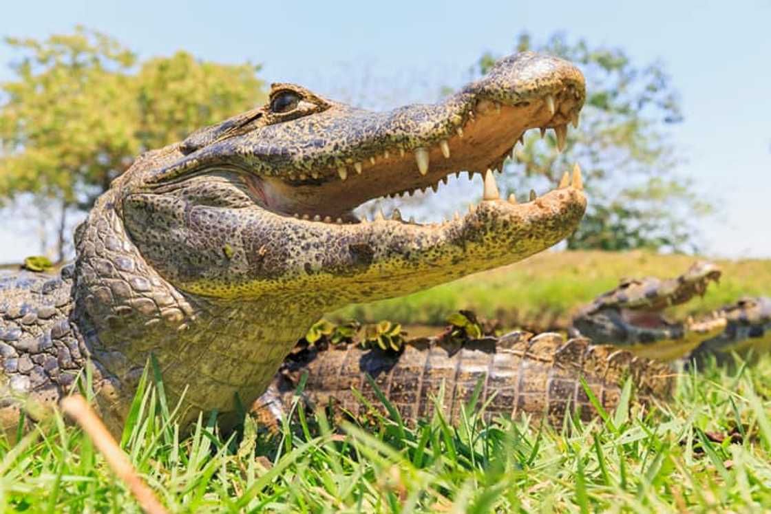 Yacare Caiman Yacare Caiman