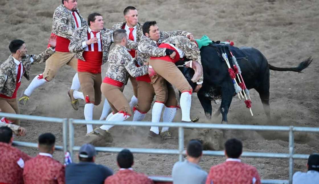 "Forcados" -- eight men with no horses or protection -- enter the arena to tackle the bull with their bare hands "Forcados" -- eight men with no horses or protection -- enter the arena to tackle the bull with their bare hands