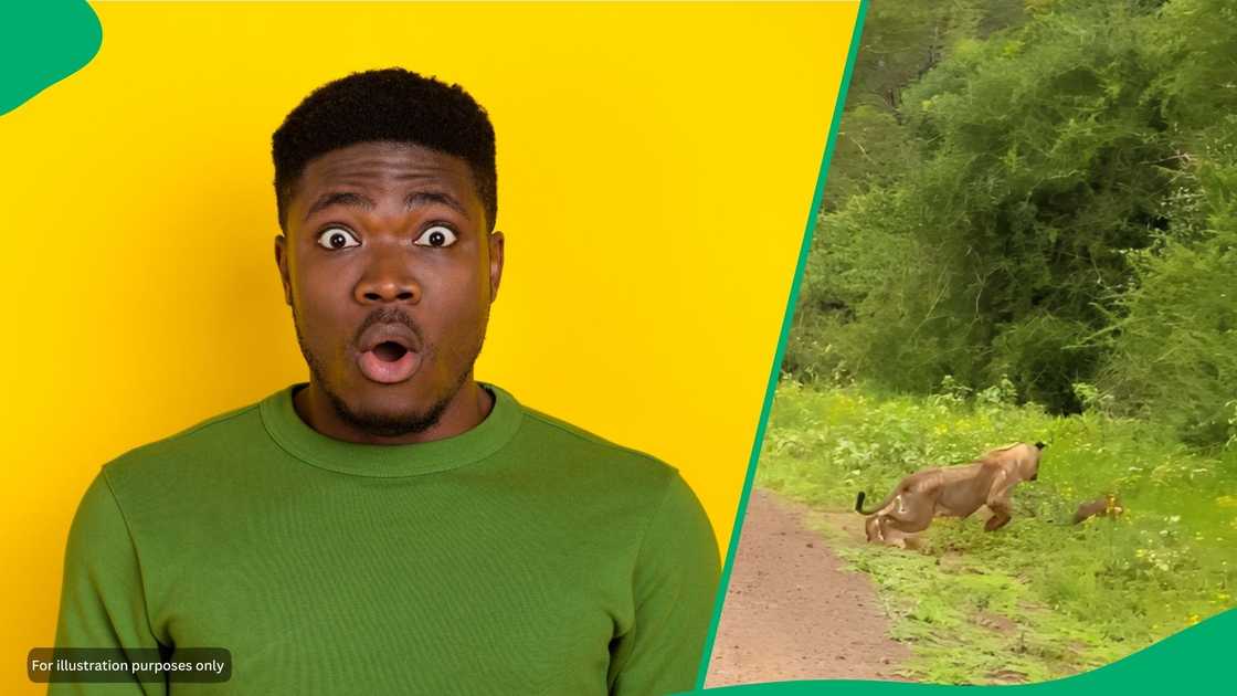 When the chase started, the warthog dodged the little lion and ran fast up a hill When the chase started, the warthog dodged the little lion and ran fast up a hill