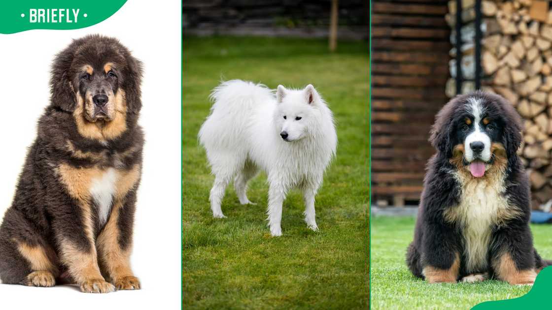 Big fluffy dogs Big fluffy dogs