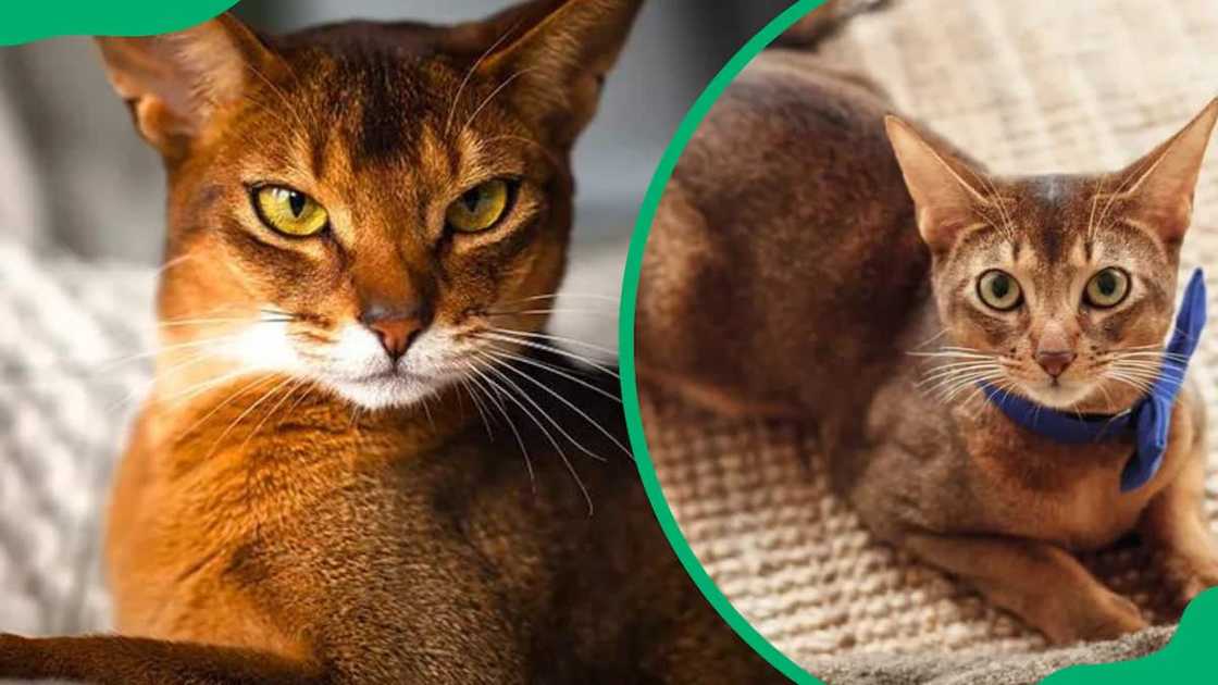 Abyssinian cat breed