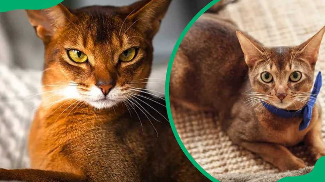 Abyssinian cat breed Abyssinian cat breed
