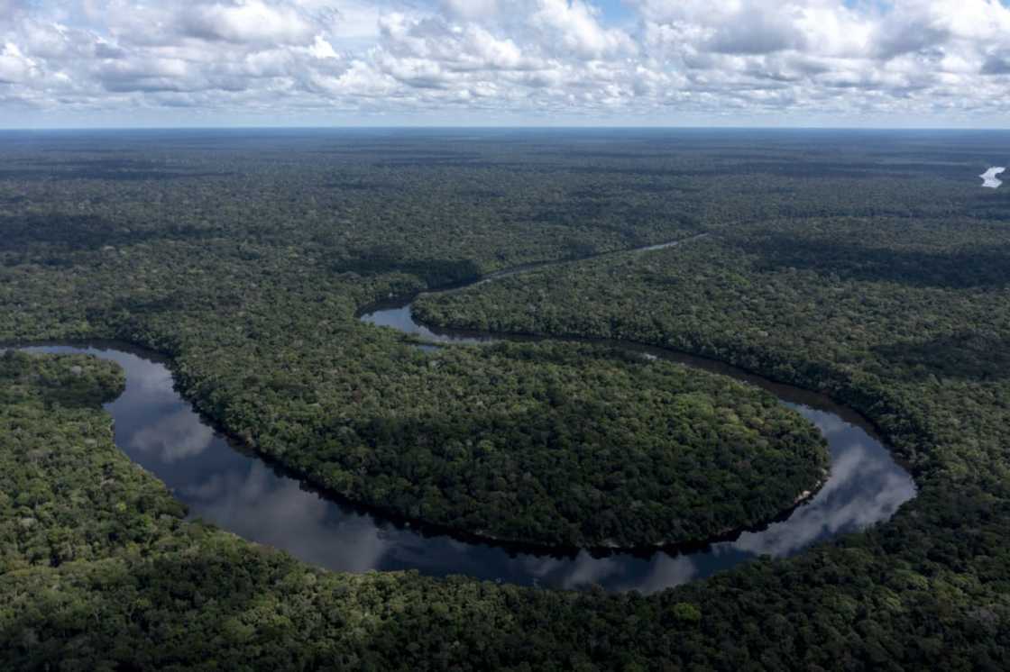 An estimated 60 percent of tree species in the Amazon are yet to be discovered