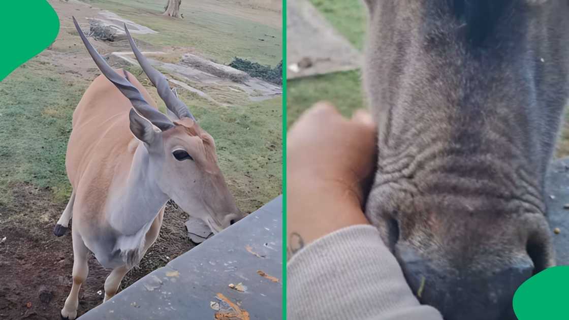 The heartwarming video captures her speaking affectionately in Afrikaans as the majestic animals drop by for a treat