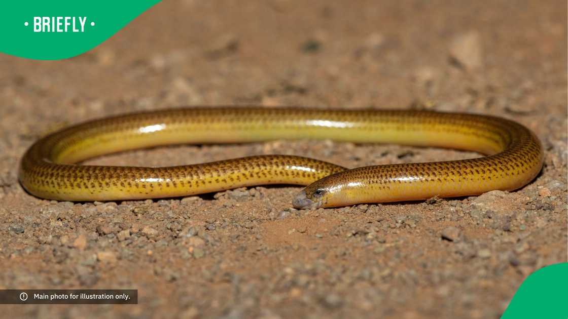 Close-up of a Cape legless skink in the wild. Close-up of a Cape legless skink in the wild.