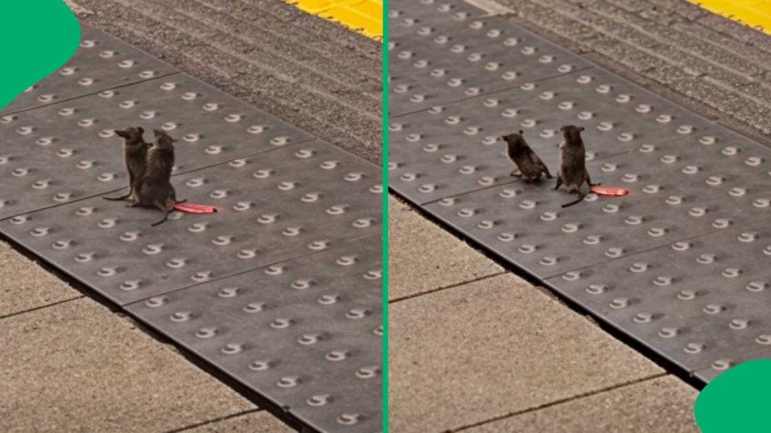 Online users are in stitches over a video of two mice getting into a full-on duel at a London Tube station Online users are in stitches over a video of two mice getting into a full-on duel at a London Tube station