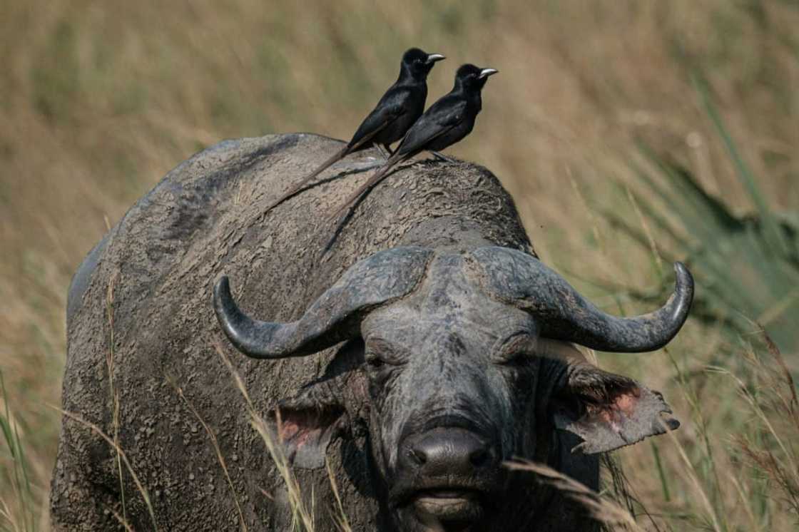 The East African oil project includes drilling in Murchison Falls, Uganda's largest national park