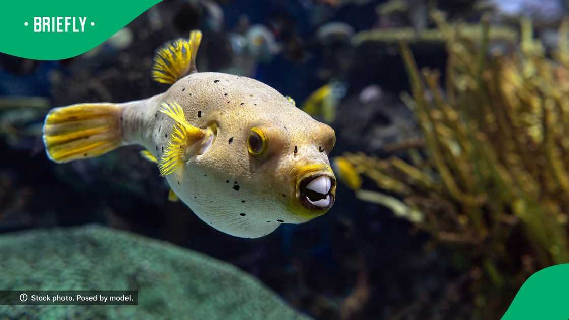 Poisonous sea creatures found in Cape Town Poisonous sea creatures found in Cape Town