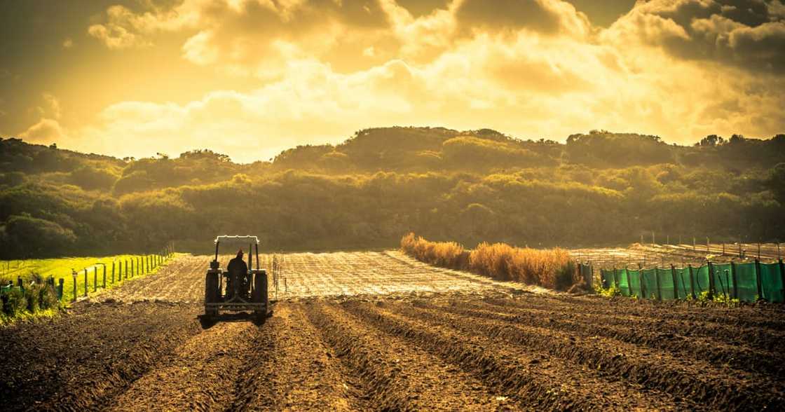 Tea farm, Limpopo, government, farming, R104 million, loss, skills, land expropriation Tea farm, Limpopo, government, farming, R104 million, loss, skills, land expropriation