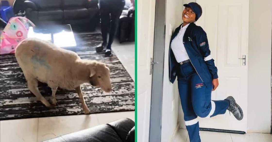 TikTok video shows family before eating lamb TikTok video shows family before eating lamb