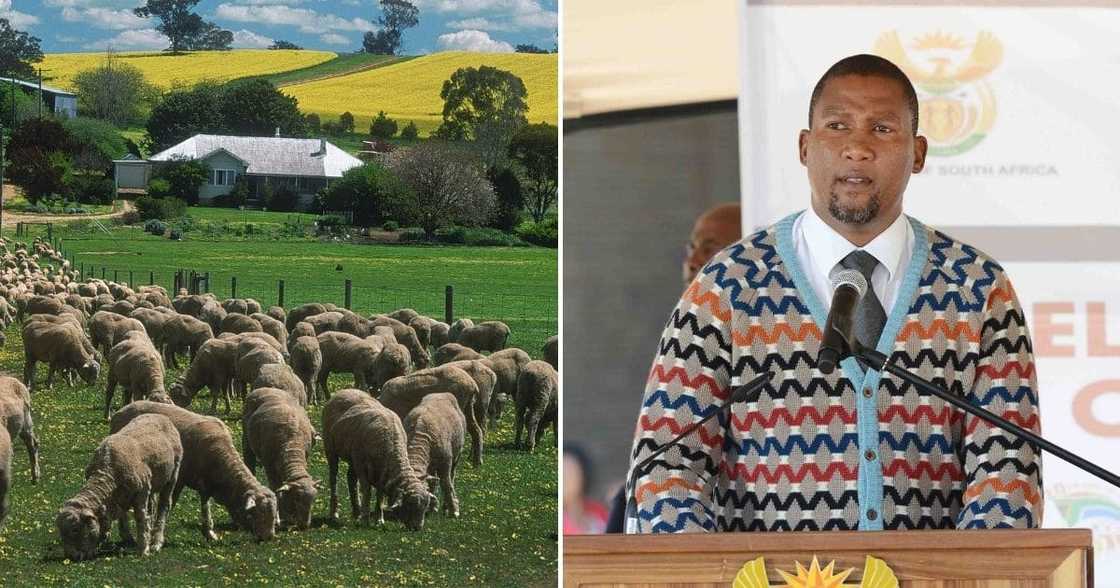 Mining companies, farmers, farm dwellers, Mpumalanga, eviction, parliamentarians, Mandla Mandela, ancestral land Mining companies, farmers, farm dwellers, Mpumalanga, eviction, parliamentarians, Mandla Mandela, ancestral land