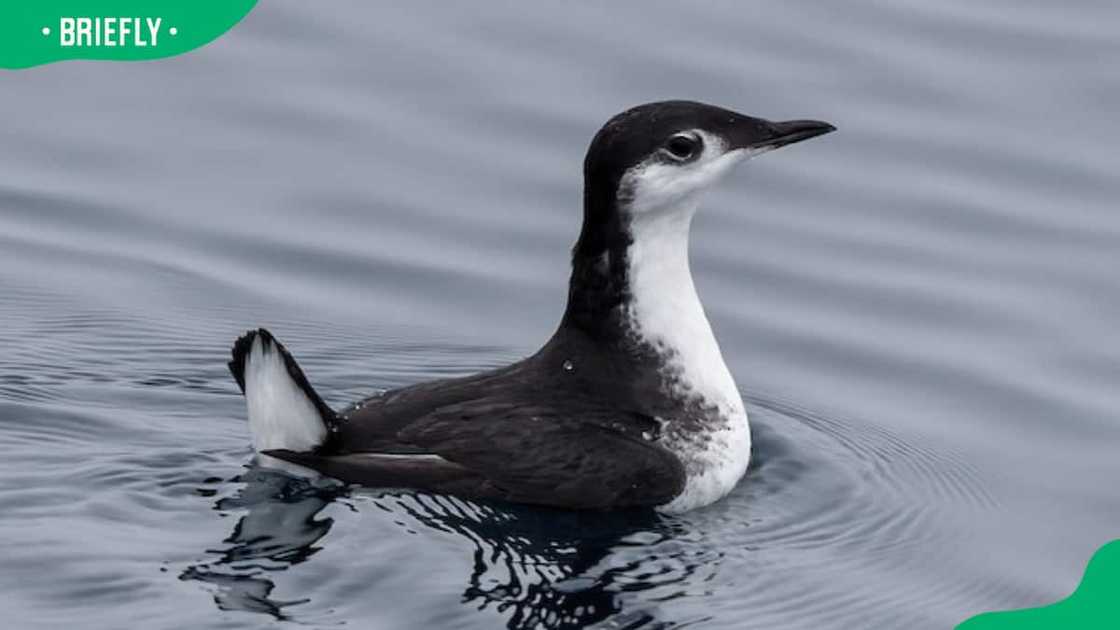 The Xantus’s Murrelet on the sea