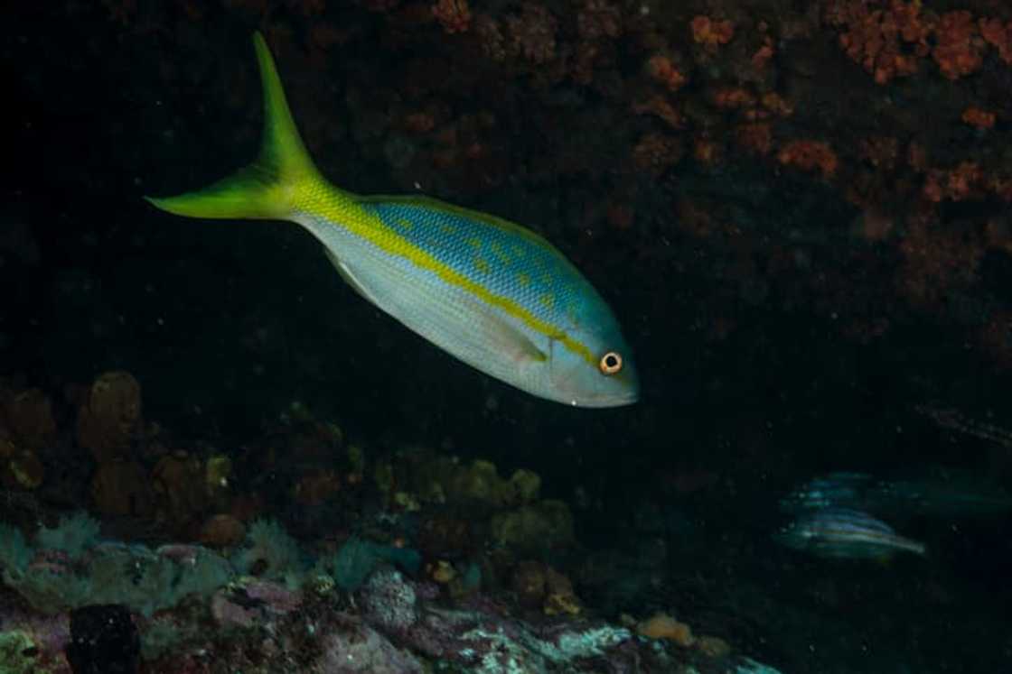 Yellowtail snapper Yellowtail snapper
