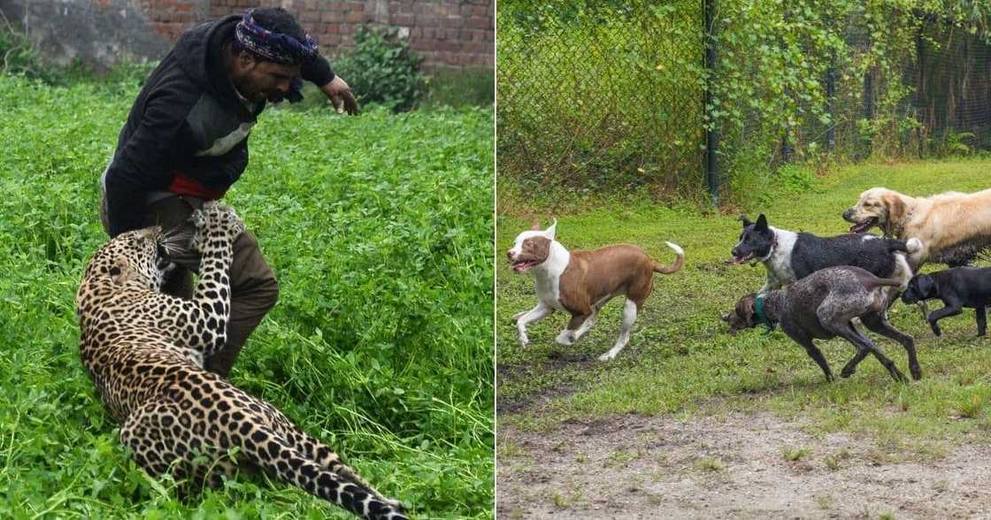 Five dogs protect man Five dogs protect man