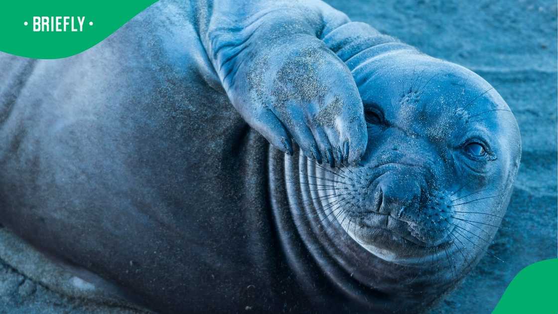 A northern elephant seal.