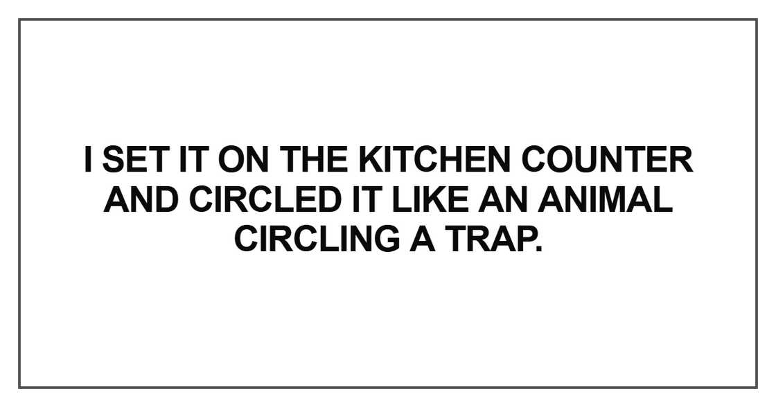 I set it on the kitchen counter and circled it like an animal circling